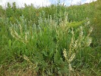 Salvia staminea