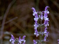 Salvia verbenaca 1, Kleinbloemige salie, Saxifraga-Rutger Barendse