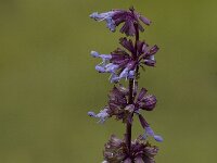 Salvia verticillata, Whorled Clary