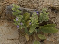 Salvia viridis, Bonte salie, Saxifraga-Willem van Kruijsbergen