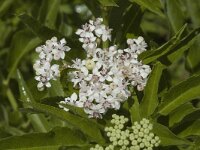 Sambucus ebulus 1, Kruidvlier, Saxifraga-Jan van der Straaten