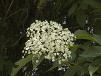 Sambucus nigra 1, Gewone vlier, Saxifraga-Jan van der Straaten