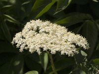 Sambucus nigra 54, Gewone vlier, Saxifraga-Jan van der Straaten