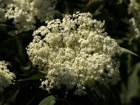 Sambucus nigra 10, Gewone vlier, Saxifraga-Jan van der Straaten