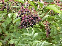 Sambucus nigra 11, Gewone vlier, Saxifraga-Peter Meininger