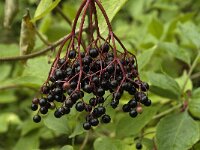 Sambucus nigra 12, Gewone vlier, Saxifraga-Jan van der Straaten