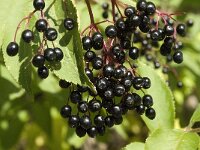 Sambucus nigra 15, Gewone vlier, Saxifraga-Jan van der Straaten