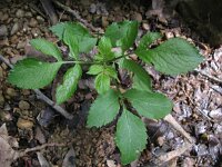 Sambucus nigra 19, Gewone vlier, Saxifraga-Rutger Barendse
