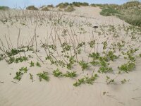 Sambucus nigra 21, Gewone vlier, Saxifraga-Rutger Barendse