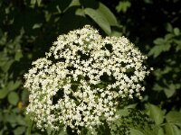 Sambucus nigra 22, Gewone vlier, Saxifraga-Jan van der Straaten