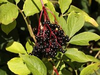 Sambucus nigra 23, Gewone vlier, Saxifraga-Peter Meininger