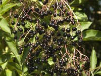 Sambucus nigra 24, Gewone vlier, Saxifraga-Jan van der Straaten