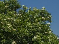 Sambucus nigra 25, Gewone vlier, Saxifraga-Jan van der Straaten