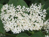 Sambucus nigra 26, Gewone vlier, Saxifraga-Bart Vastenhouw