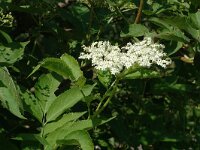 Sambucus nigra 3, Gewone vlier, Saxifraga-Jan van der Straaten