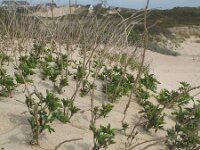 Sambucus nigra 30, Gewone vlier, Saxifraga-Rutger Barendse