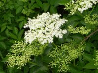 Sambucus nigra 31, Gewone vlier, Saxifraga-Rutger Barendse