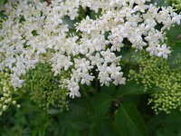 Sambucus nigra 32, Gewone vlier, Saxifraga-Rutger Barendse