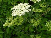 Sambucus nigra 33, Gewone vlier, Saxifraga-Rutger Barendse