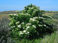 Sambucus nigra 35, Gewone vlier, Saxifraga-Ed Stikvoort