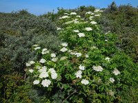 Sambucus nigra 36, Gewone vlier, Saxifraga-Ed Stikvoort