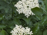 Buds and flowers of Elder (Sambucus nigra)  Buds and flowers of Elder (Sambucus nigra) : blossom, blossoming, bud, buds, elder, european, flora, floral, flower, flowering, flowers, leaf, leaves, many, natural, nature, plant, Sambucus, sambucus nigra, shrub, spring, springtime, umbel, umbels, vascular