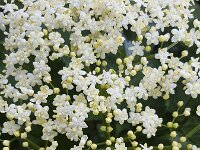 Buds and flowers of Elder (Sambucus nigra)  Buds and flowers of Elder (Sambucus nigra) : blossom, blossoming, bud, buds, elder, european, flora, floral, flower, flowering, flowers, leaf, leaves, many, natural, nature, plant, Sambucus, sambucus nigra, shrub, spring, springtime, umbel, umbels, vascular