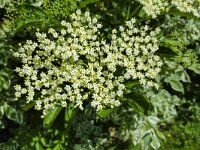 Flowers and buds of Elder (Sambucus nigra)  Flowers and buds of Elder (Sambucus nigra) : blossom, blossoming, elder, european, flora, floral, flower, flowering, flowers, many, natural, nature, plant, Sambucus, sambucus nigra, shrub, spring, springtime, umbel, umbels, vascular, background, cream, europe, growth, no people, nobody, petal, petals, wildflower, wildflowers, bud, buds