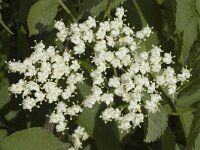 Sambucus nigra 4, Gewone vlier, Saxifraga-Jan van der Straaten
