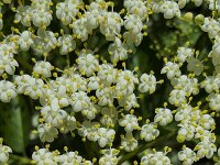 Sambucus nigra 40, Gewone vlier, Saxifraga-Roel Meijer  Sambucus nigra : blossom, blossoming, elder, european, flora, floral, flower, flowering, flowers, many, natural, nature, plant, Sambucus, sambucus nigra, shrub, spring, springtime, umbel, umbels, vascular, background, cream, europe, no people, nobody, petal, petals, wildflower, wildflowers, growth