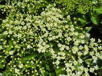 Flowers and buds of Elder (Sambucus nigra)  Flowers and buds of Elder (Sambucus nigra) : blossom, blossoming, elder, european, flora, floral, flower, flowering, flowers, many, natural, nature, plant, Sambucus, sambucus nigra, shrub, spring, springtime, umbel, umbels, vascular, background, cream, europe, growth, no people, nobody, petal, petals, wildflower, wildflowers, bud, buds