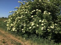 Sambucus nigra 42, Gewone vlier, Saxifraga-Jan van der Straaten