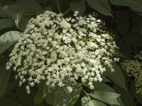 Sambucus nigra 43, Gewone vlier, Saxifraga-Jan van der Straaten