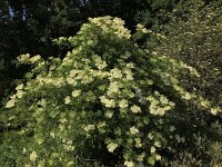 Sambucus nigra 44, Gewone vlier, Saxifraga-Jan van der Straaten
