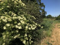 Sambucus nigra 45, Gewone vlier, Saxifraga-Jan van der Straaten