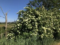 Sambucus nigra 46, Gewone vlier, Saxifraga-Jan van der Straaten