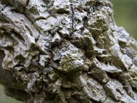 Bast van vlier  Bark of an old Elder, Holland : bark, color, colour, Dutch, Elder tree, Europe European, groove grooved, Haamstede, Holland, horizontal, nature natural, Netherlands, Sambucus nigra, tree