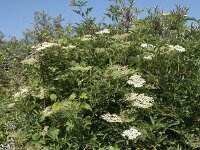 Sambucus nigra 48, Gewone vlier, Saxifraga-Willem van Kruijsbergen
