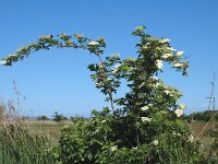 Sambucus nigra 5, Gewone vlier, Saxifraga-Jan van der Straaten