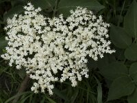 Sambucus nigra 51, Gewone vlier, Saxifraga-Willem van Kruijsbergen