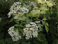 Sambucus nigra 6, Gewone vlier, Saxifraga-Kees Marijnissen