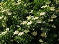 Sambucus nigra 7, Gewone vlier, Saxifraga-Hans Dekker