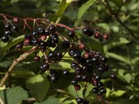 Sambucus nigra 8, Gewone vlier, Saxifraga-Jan van der Straaten