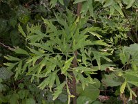 Sambucus nigra var laciniata 17, Peterselievlier, Saxifraga-Peter Meininger