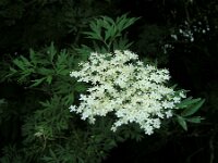 Sambucus nirgra 'Laciniata'