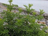 Sambucus nirgra 'Laciniata' 2, Peterselievlier, Saxifraga-Ed Stikvoort