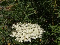 Sambucus nirgra 'Laciniata' 3, Peterselievlier, Saxifraga-Ed Stikvoort