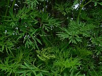 Sambucus nirgra 'Laciniata' 4, Peterselievlier, Saxifraga-Ed Stikvoort