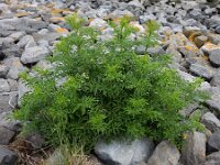Sambucus nirgra 'Laciniata' 5, Peterselievlier, Saxifraga-Ed Stikvoort
