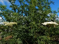 Sambucus nirgra 'Laciniata' 6, Peterselievlier, Saxifraga-Ed Stikvoort